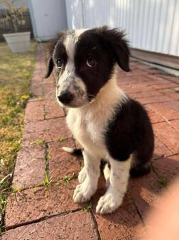 Border Collie Dogs Available for Adoption - Kiri | PetCurious