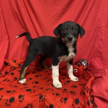 A614704 -  Australian Cattle Dog Blue Heeler and Mixed Breed Dog for Adoption in Modesto, California - A614704 | PetCurious