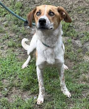 Rescue Hound and Whippet Dogs for Adoption in Media, Pennsylvania - Casper | PetCurious