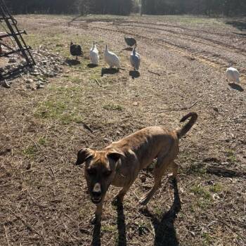 Mixed Breed Dogs Available for Adoption - Linus | PetCurious