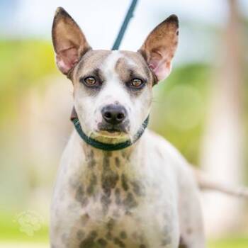 Lydia -  Terrier and Mixed Breed Dog for Adoption in Honolulu, Hawaii - Lydia | PetCurious
