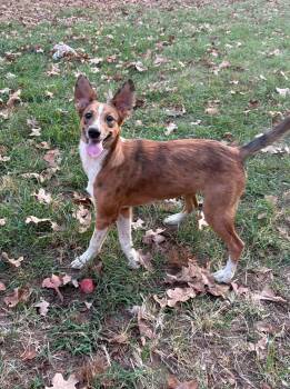Clara -  Collie Dog for Adoption in Bothell, Washington - Clara | PetCurious