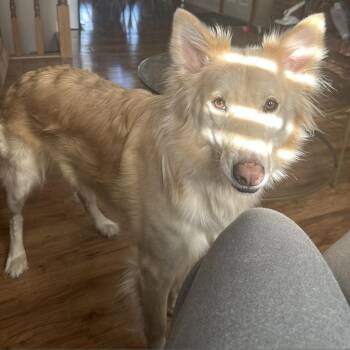 Shiba -  Mixed Breed Dog Available for Adoption in Murray, Utah - Shiba | PetCurious