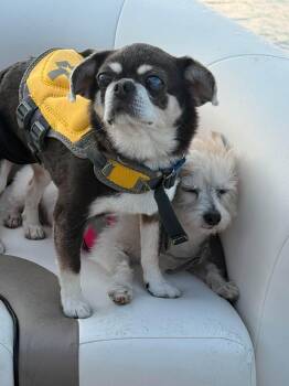 Papito -  Pug Dog for Adoption in Knoxville, Tennessee - Papito | PetCurious