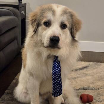 Canyon -  Great Pyrenees Dog for Adoption in Springfield, Missouri - Canyon | PetCurious