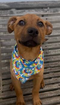 Rescue Labrador Retriever Dogs for Adoption in Tyler, Texas - Nathan | PetCurious