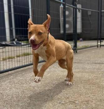 Pit Bull Terrier and Mixed Breed Dogs Available for Adoption in Daytona Beach, Florida - Star - 2 | PetCurious