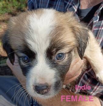 INDIE -  Shepherd Dog for Adoption in Stuart, Virginia - INDIE | PetCurious