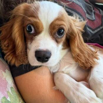 Douglas -  Cavalier King Charles Spaniel Dog for Adoption in Cincinnati, Ohio - Douglas | PetCurious