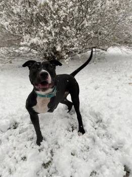 Rescue Pit Bull Terrier Dogs for Adoption in Polk, Ohio - Tippy | PetCurious
