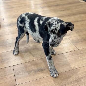 Mademoiselle -  Catahoula Leopard Dog and Australian Cattle Dog Blue Heeler Dog for Adoption in Livingston, Texas - Mademoiselle | PetCurious