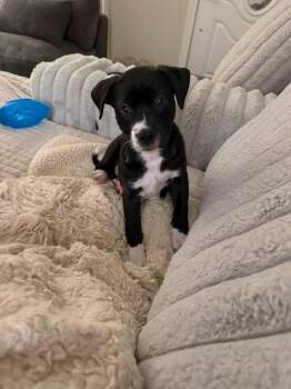 Pit Bull Terrier Dogs Available for Adoption - Billie | PetCurious