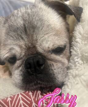 Sassy -  Pug Dog for Adoption in Powell Butte, Oregon - Sassy | PetCurious