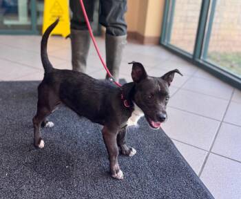 Terrier Dogs Available for Adoption - Valentina | PetCurious