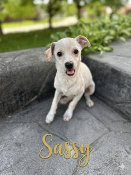 Chihuahua and Mixed Breed Dogs Available for Adoption in Irwin, Pennsylvania - Sassy | PetCurious