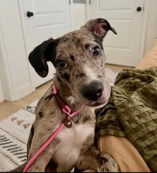 Maeve -  Catahoula Leopard Dog and Mixed Breed Dog for Adoption in Boulder, Colorado - Maeve | PetCurious