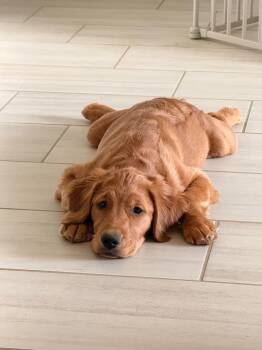 Harper -  Golden Retriever Dog for Adoption in Tempe, Arizona - Harper | PetCurious