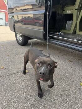 Rescue Mixed Breed Dogs for Adoption in Cincinnati, Ohio - Aaron | PetCurious