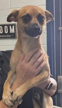 PROSPECT -  Chihuahua Dog for Adoption in Corpus Christi, Texas - PROSPECT | PetCurious