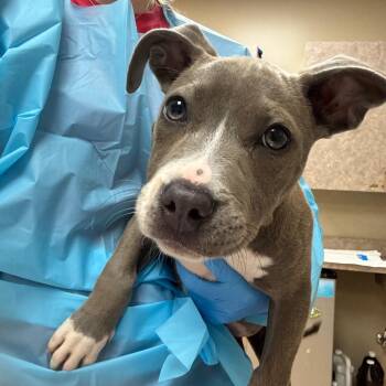 Yippyy -  Pit Bull Terrier Dog for Adoption in Birmingham, Alabama - Yippyy | PetCurious