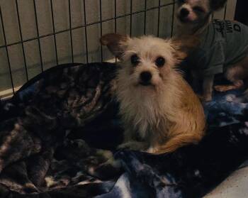 KELLY -  Terrier Dog for Adoption in Chicopee, Massachusetts - KELLY | PetCurious