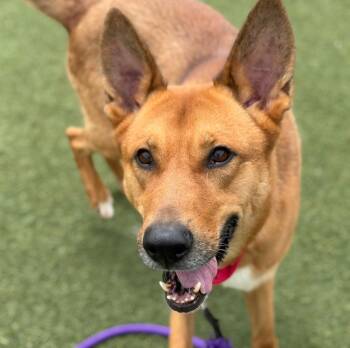 Carolina Dog and Shepherd Dogs Available for Adoption in Columbia, Illinois - Dingo | PetCurious