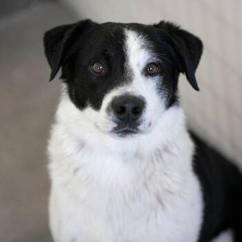 Border Collie and Australian Shepherd Dogs Available for Adoption in Peyton, Colorado - Duke (MR26-347) | PetCurious