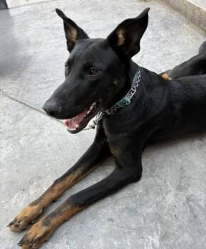 Dante -  Doberman Pinscher Dog for Adoption in Pasco, Washington - Dante | PetCurious