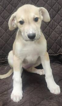 Great Pyrenees Dogs Available for Adoption in Little Rock, Arkansas - Rayne | PetCurious