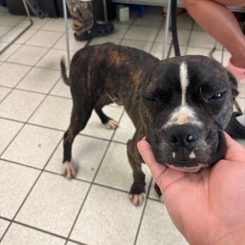 Elk -  Mixed Breed Dog for Adoption in Charleston, West Virginia - Elk | PetCurious