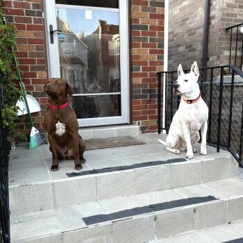Hawk -  Labrador Retriever and Pit Bull Terrier Dog for Adoption in La Grange, Kentucky - Hawk | PetCurious