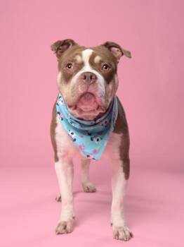 Smoosh -  Mixed Breed Dog for Adoption in Atlanta, Georgia - Smoosh | PetCurious
