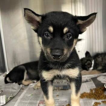 Bobble -  Mixed Breed Dog for Adoption in Knoxville, Tennessee - Bobble | PetCurious