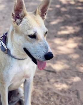 Rescue White German Shepherd and Siberian Husky Dogs for Adoption in Brookeville, Maryland - Snow | PetCurious
