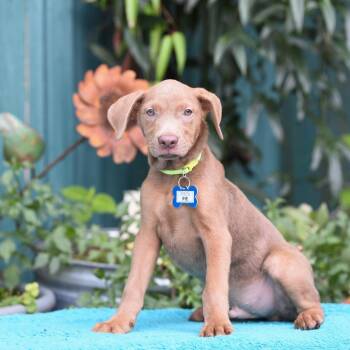 Pie -  Hound Dog for Adoption in Wake Forest, North Carolina - Pie | PetCurious