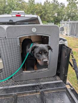 Selkie -  Rottweiler Dog for Adoption in Nacogdoches, Texas - Selkie | PetCurious