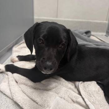Sage -  Retriever Dog for Adoption in Bradenton, Florida - Sage | PetCurious