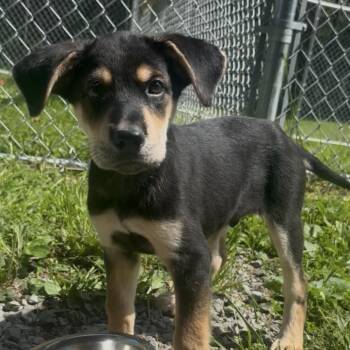 Milo -  Treeing Walker Coonhound and Mixed Breed Dog for Adoption in Fairmont, West Virginia - Milo | PetCurious
