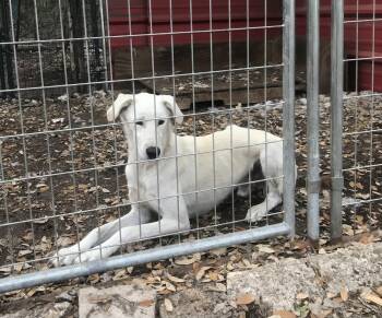 Akbash Dogs Available for Adoption in New Braunfels, Texas - Sam | PetCurious
