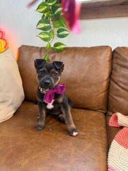 Miniature Pinscher and Chihuahua Dogs Available for Adoption - Chai Sugar Spinkle | PetCurious