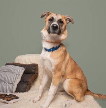 Terrier Dogs Available for Adoption in Brentwood, Missouri - BEETHOVEN | PetCurious