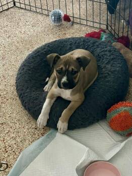 Mixed Breed Dogs Available for Adoption in Orlando, Florida - Wally | PetCurious