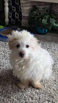 Maltese and Wheaten Terrier Dogs Available for Adoption in Aurora, Colorado - Shyloh | PetCurious