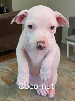 Coconut -  American Staffordshire Terrier Dog for Adoption in Mooresville, North Carolina - Coconut | PetCurious