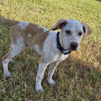 Cooper -  Mixed Breed Dog for Adoption in Plainfield, Connecticut - Cooper | PetCurious