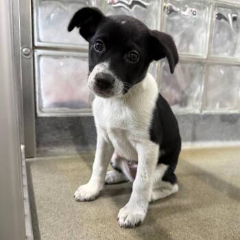 Cattle Dog and Mixed Breed Dogs Available for Adoption in Pittsburgh, Pennsylvania - Josie | PetCurious