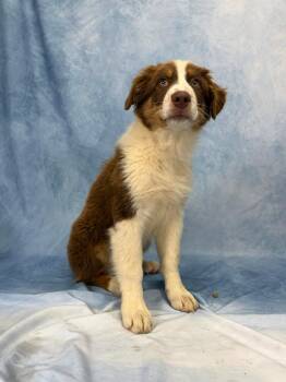Australian Shepherd Dogs Available for Adoption in Valrico, Florida - Ronnie | PetCurious