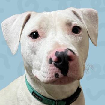 Billy -  American Bulldog and Mixed Breed Dog for Adoption in Reno, Nevada - Billy | PetCurious
