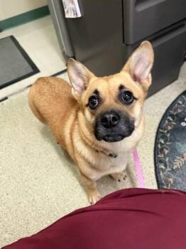 LULU -  Pug and Cardigan Welsh Corgi Dog for Adoption in Fairbanks, Alaska - LULU | PetCurious