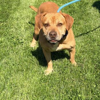 Pit Bull Terrier Dogs Available for Adoption in Logan, Ohio - Brach | PetCurious